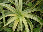 Krantz aloe